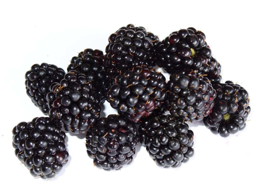 Can French bulldogs eat Blackberries?