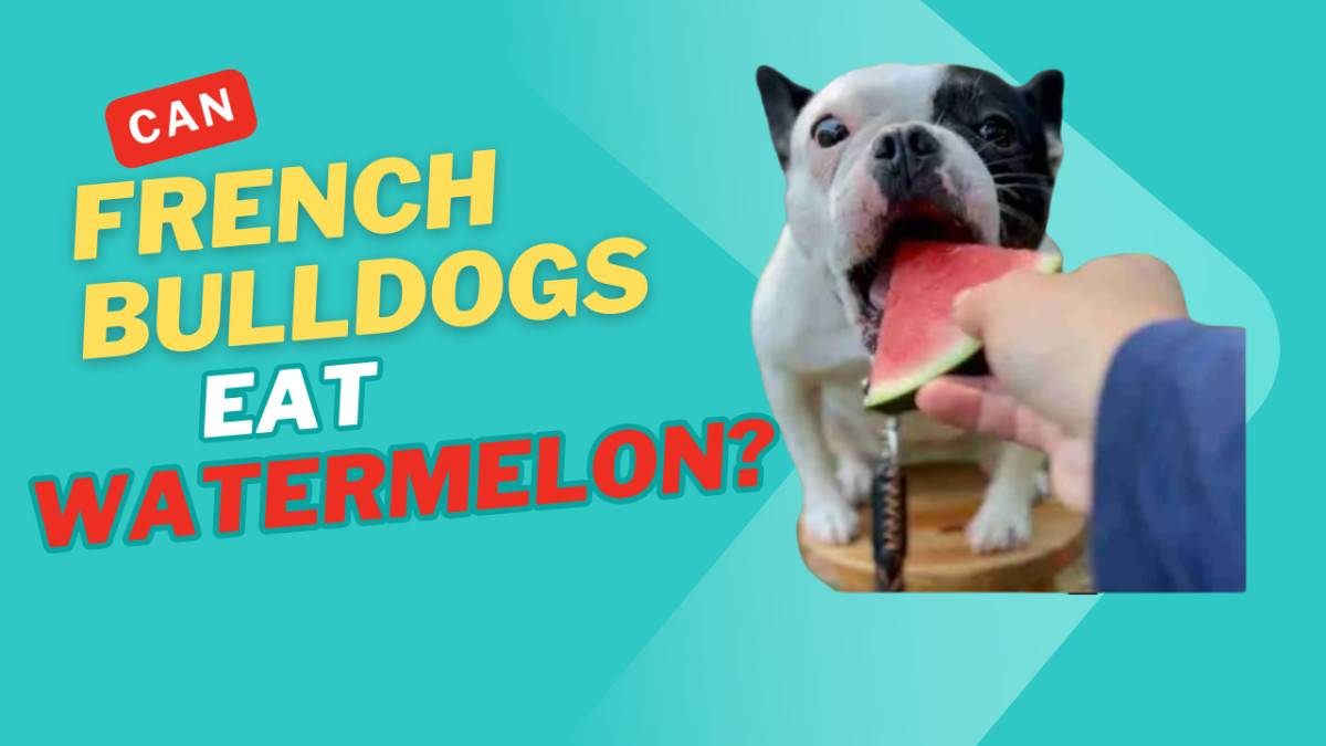 Can French Bulldogs eat Watermelon?