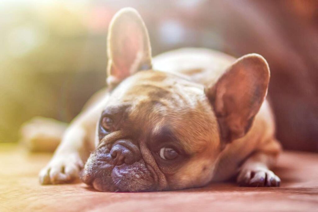Why my french bulldog is bleeding from anus?