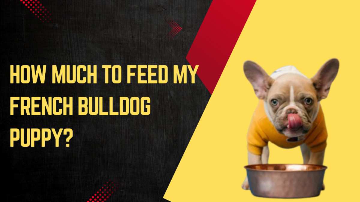 How Much To Feed My French Bulldog Puppy?