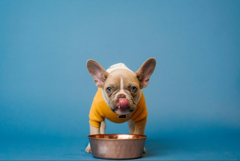 How Much To Feed My French Bulldog Puppy?