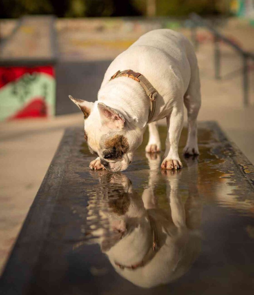 Why Is My French Bulldog Drinking A Lot Of Water?