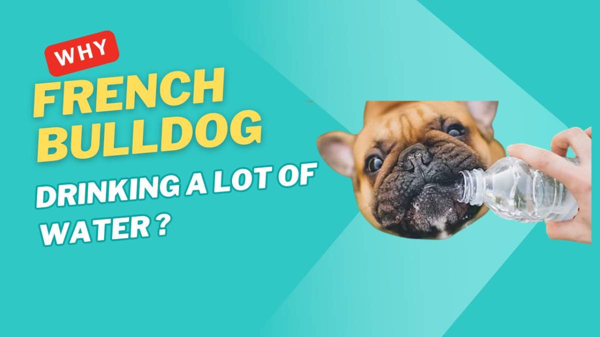 Why Is My French Bulldog Drinking A Lot Of Water?