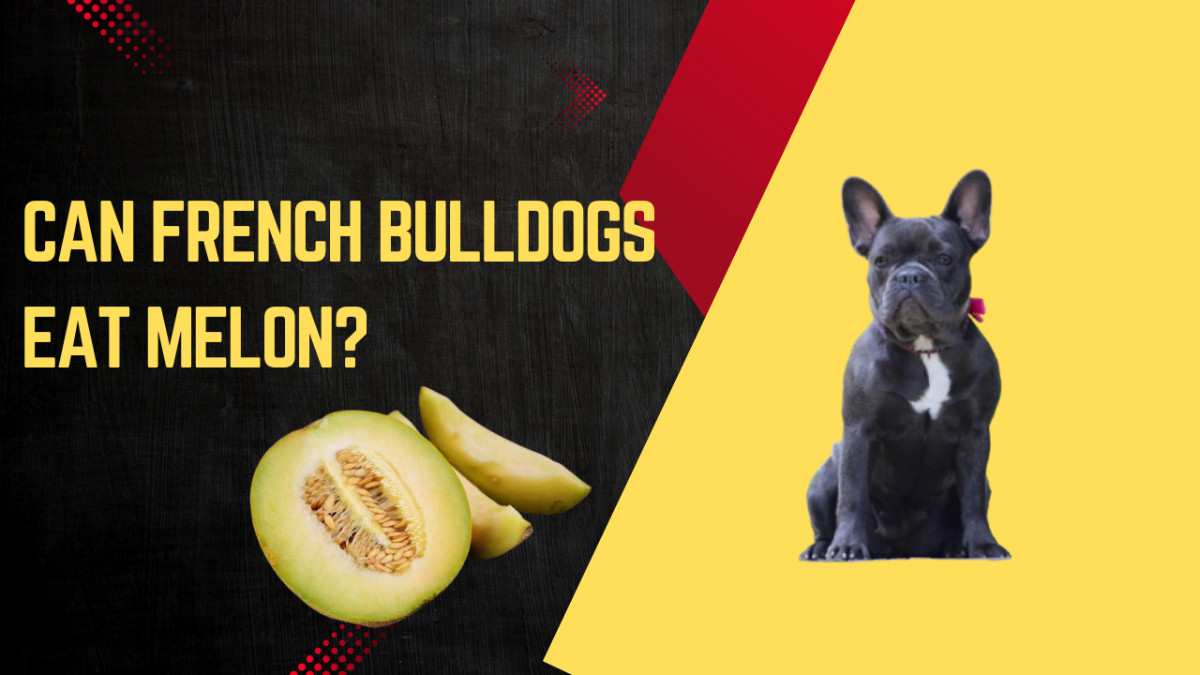 Can French Bulldogs Eat Melon?