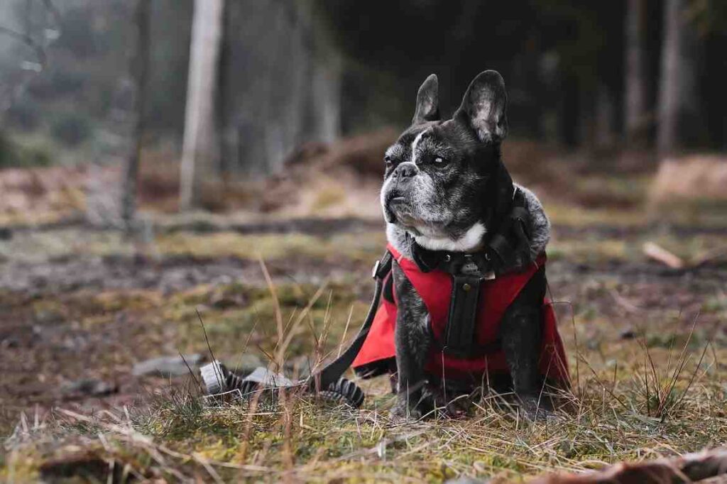 How to Take Care of Your French BullDog In Her Heat Cycle?