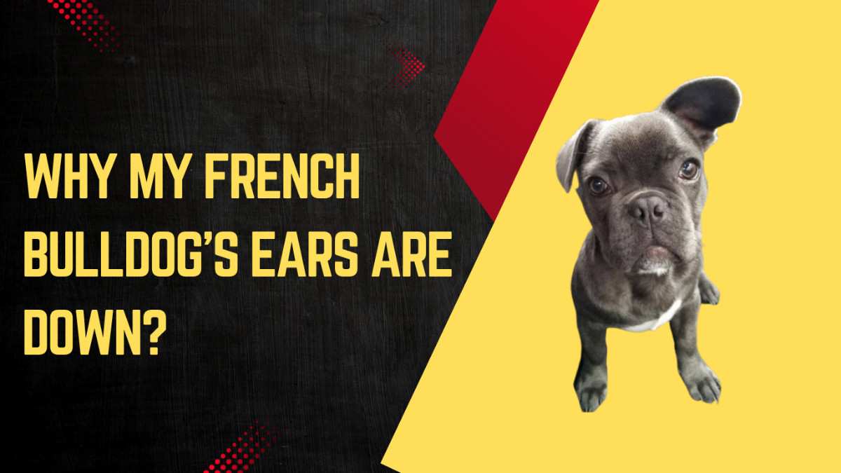 Why My French Bulldog's Ears Are Down?