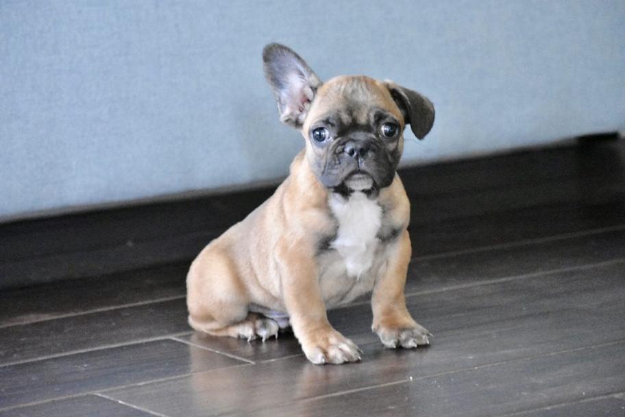 Why My French Bulldog's Ears Are Down?